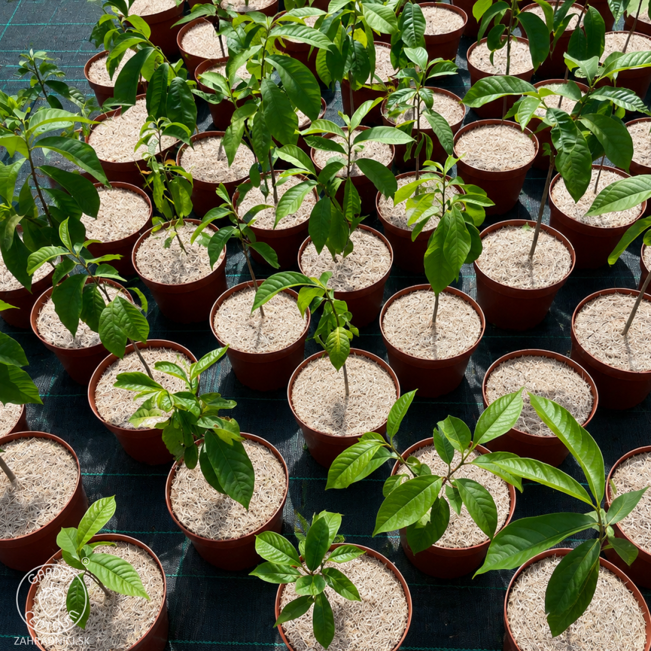 Obrázok Asimina trojlaločná PAW PAW (Asimina triloba) - výška 30-40 cm, kont. C2L
